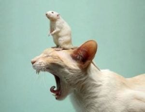 Topografía / Fábula imposible: el gato y el ratón