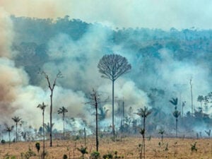 Los intereses económicos detrás de la  destrucción de la Amazonia