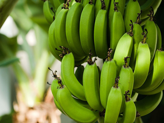 bananas-3528314_1920WEB