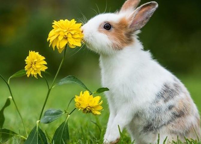 mi-conejo-esta-muy-triste