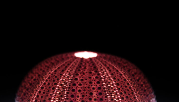 Imagen para ¿Qué hicimos con el amor?