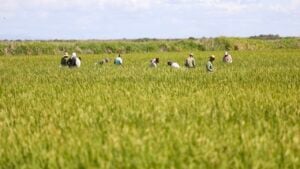 Cuba, la apuesta por el arroz para vencer el bloqueo