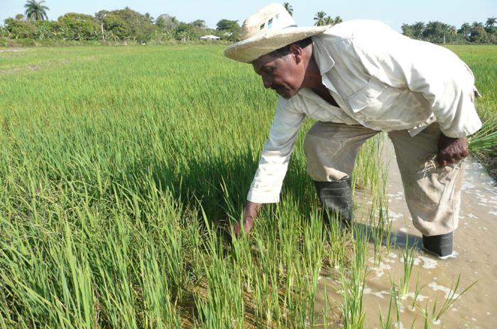 Vietnam y Cuba, directo al grano para levantar la producción de arroz – claridadpuertorico.com