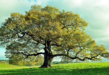 Encontrado en las Redes-El verdor de los árboles