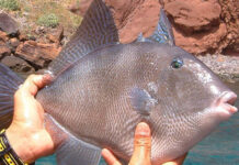 Tetilla a la vinagreta (Relato con olor a salitre y risas a destiempo)