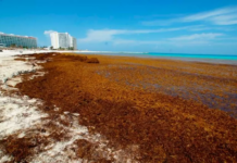 Desaprovechadas toneladas de sargazo todos los años