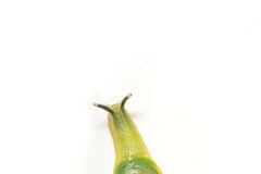 Los ojos de Gaeotis flavolineata