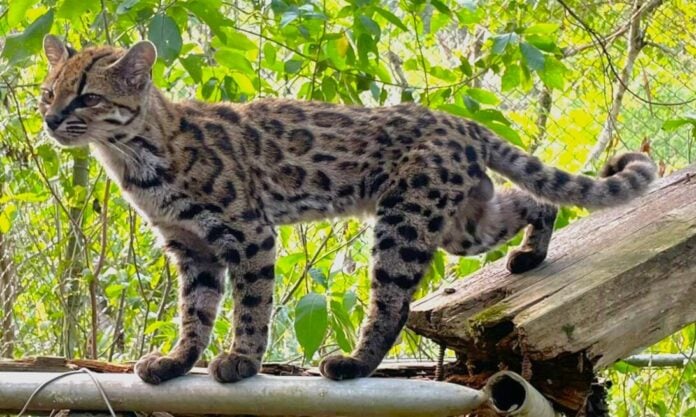 Leopardus_tilcayo_(5x3_cropped)