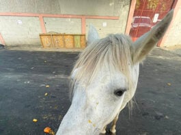 Caballoballo regala’o