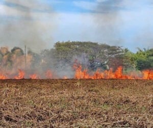 ¡Fuego! Sin protección la parte norte del Jardín Botánico